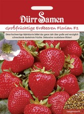 Erdbeeren Florian F1 Saatgut