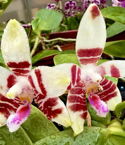Phalaenopsis red zebra select - phalaenopsis,