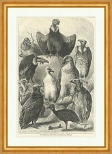 Geier im Zoolog. Garten zu Köln L. Beckmann Vögel Tiere Holzstich E 7216 Gerahmt