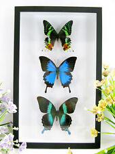 3 Wunderschöne präparierte