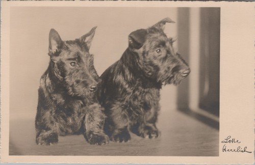 Lotte herrlich hunde - lotte,
