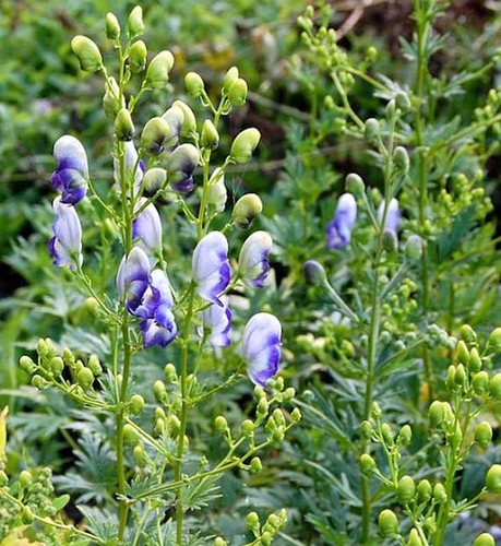 Eisenhut bicolor aconitum - -,