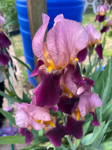 Iris rhizome lila - iris,