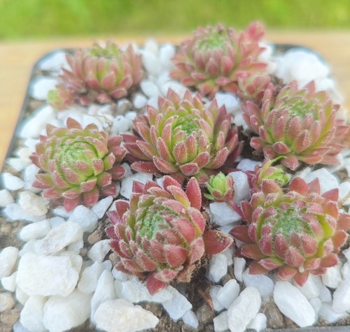 Sempervivum sea coral 2x - sempervivum, "sea