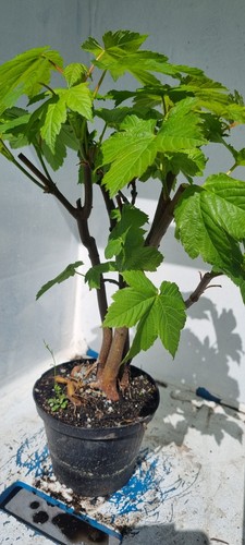 Bonsai bergahorn acer - ,