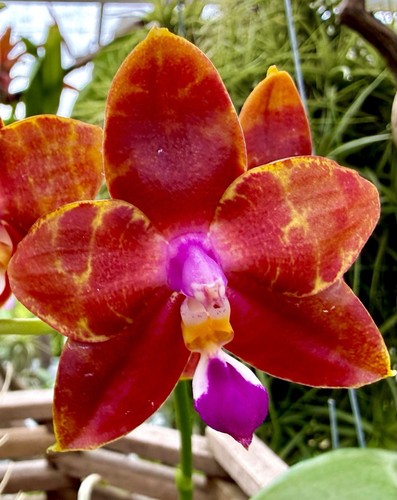 Phalaenopsis fire dragon - phalaenopsis,