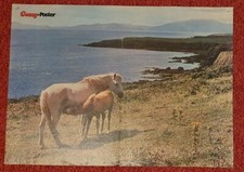 Poster Bild Pferdeposter Pferde 