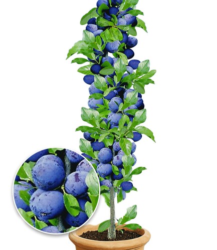Säulen zwetschgen anja 1 - 'anja®',,