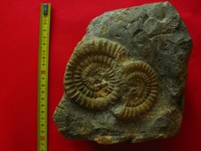 Sinemurische Ammoniten