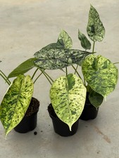 5 SEEDS Alocasia Macrorrhiza