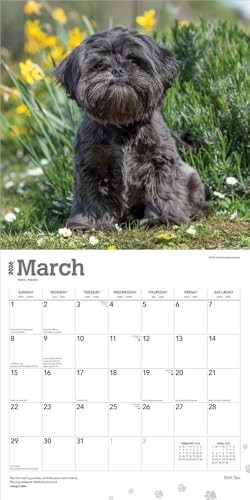 Shih tzu 2026 - tzu,