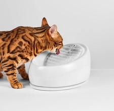 Lucky Kitty Katzenbrunnen