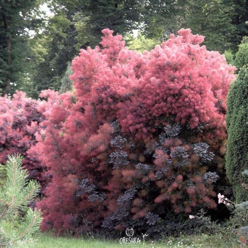 Cotinus coggygria stück - 10,