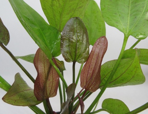 Echinodorus ozelot rot - ,