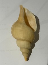 Valampuri (Rechtshänder) 4,5