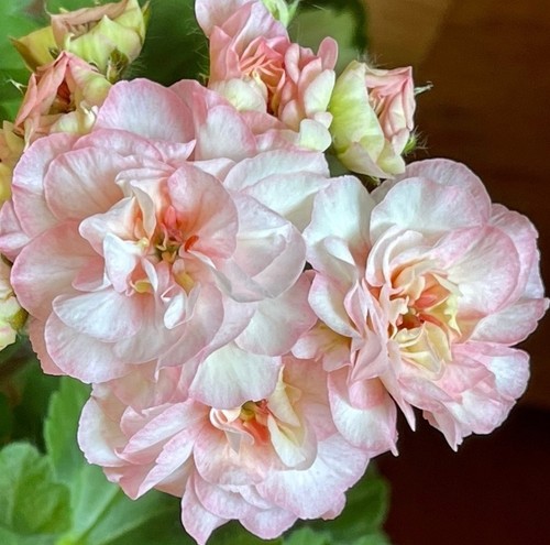 Pelargonie jungpflanze - jungpflanze, ta