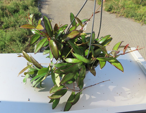 Hoya rosita wachsblume ampel - rosita,