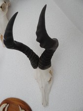 Hartebeest Kuhantilope Afrika