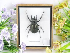 Cholcosoma caucasus - Atlas