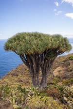 10 Samen Kanarischer