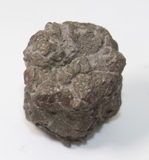 Crinoide, Seelilie