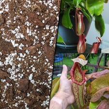 (0,80€/L) 10 l Nepenthes