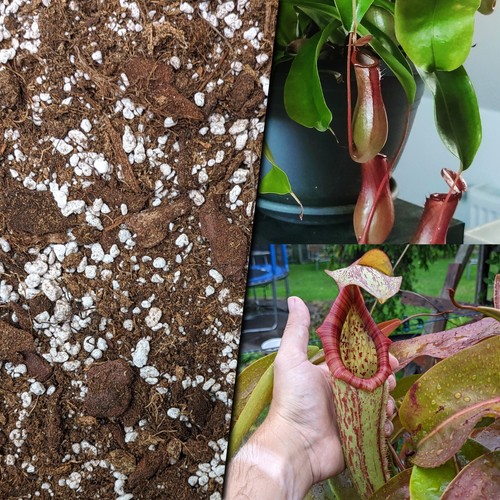 L nepenthes - 10,