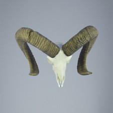 791MU Mufflon jagdtrophae, Wildschaf, Horn 78-76cm C.22cm DE 