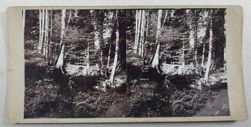 Stereoskopie böhmen wald - stereoskopie, mit