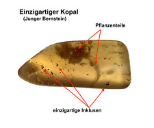 Einzigartiger Kopal (junger Bernstein) aus Südamerika mit Inklusen