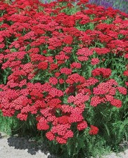 Achillea millefolium