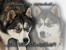 Siberian husky schlittenhund - siberian,