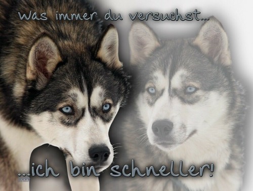 Siberian husky schlittenhund - siberian,