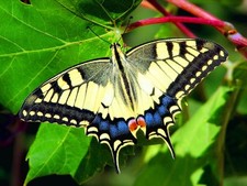 Mauspad aus der Edition