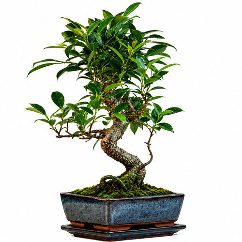 Bonsai baum mit keramik - bonsai,