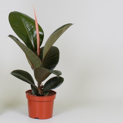 Ficus elastica robusta - ficus,