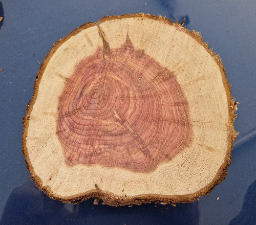 Baumscheibe holzscheibe diy - baumscheibe,