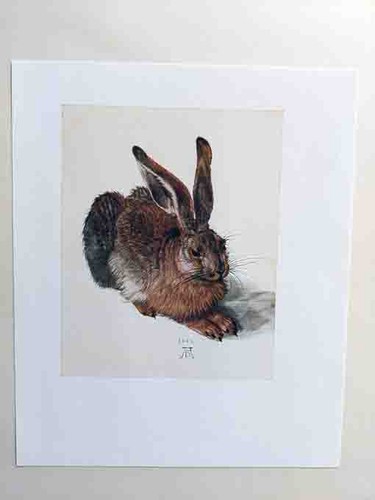 Albrecht dürer der feldhase - dürer,