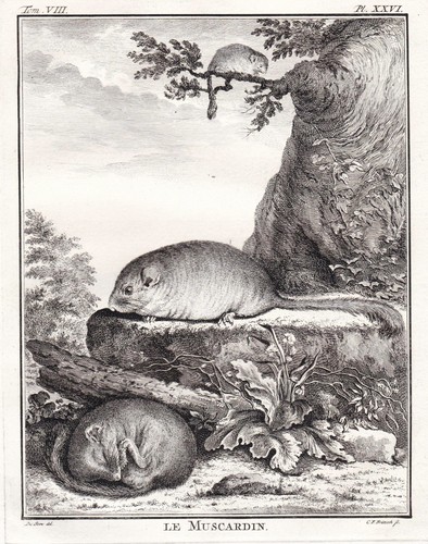 Haselmaus hazel dormouse