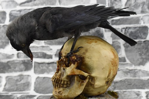 Taxidermie aas krähe auf - taxidermie, holz