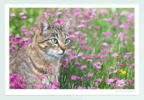 Postkarte katze - 1, ak