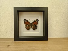 Tagpfauenauge Echter Schmetterling Im Bilderrahmen Entomologie Deko