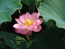 ?Winterharte Lotusblume ? 10 Samen nelumbo nucifera  ? Buddha's birthplace ?