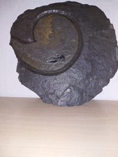 Ammoniten groß,   160 mm ,  Ohmden,  Lias e,   mit erhaltenem Mundwerkzeug