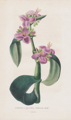 Tradescantia america botanical - america,