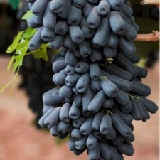 kernlose Weintraube Weinrebe