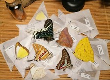 Lot mixed butterflies - lot, 10
