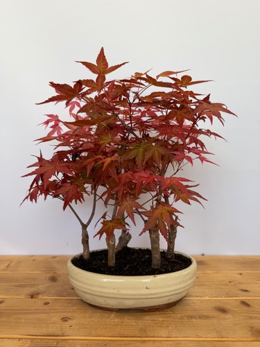 Bonsai acer palmatum deshojo - acer,