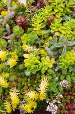 1000 SEDUM-Samen, Mix, Mischung aus versch. Sorten, Dachbegrünung, Steingarten
