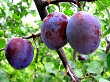 Pflaume - Zwetschge HERMAN 130-150 cm hoch